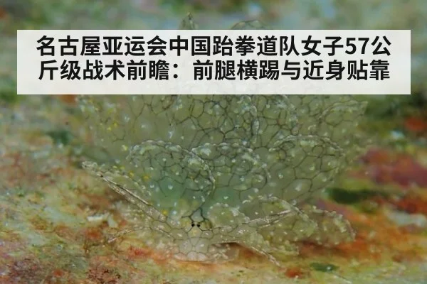 名古屋亚运会中国跆拳道队女子57公斤级战术前瞻：前腿横踢与近身贴靠